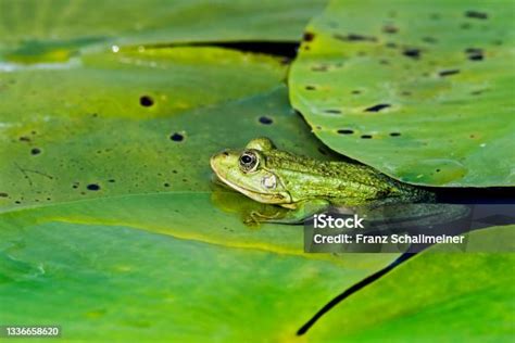 Katak di Daun