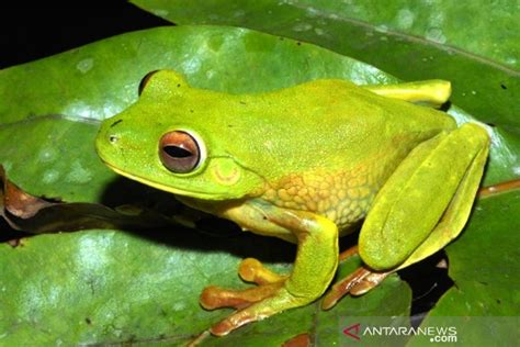 Katak