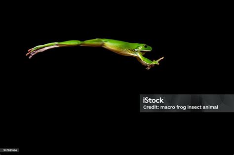 Katak Melompat