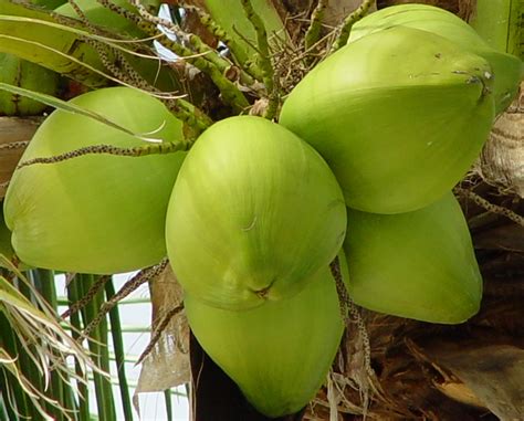 Manfaat daun kelapa untuk kesehatan pencernaan
