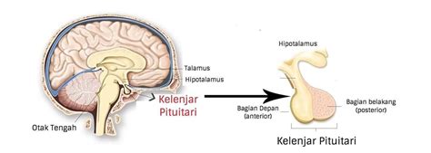 kelenjar pituitari