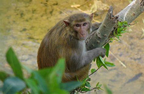 kera macaca mulatta