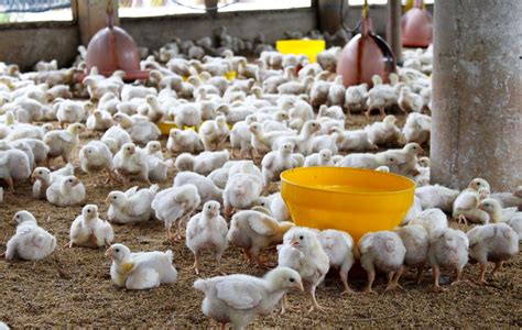 kesehatan ayam broiler indonesia