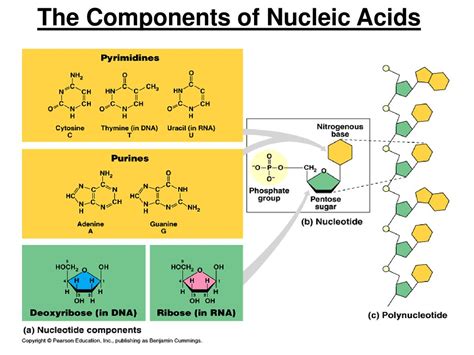key components of nucleic acids