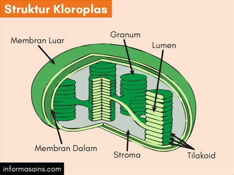 kloroplas
