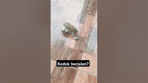 Kodok Berjalan