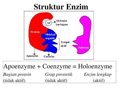 koenzim enzim