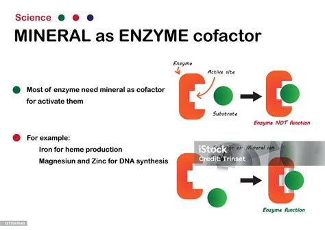 kofaktor enzim