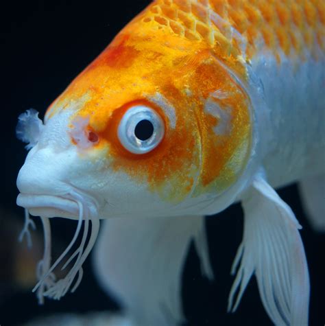 koi fish beauty