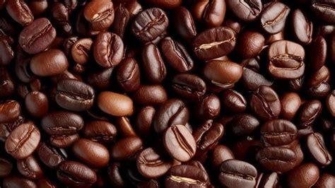 kopi arabika