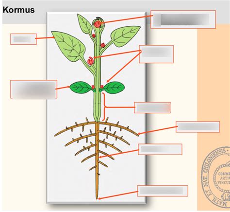 kormus talas