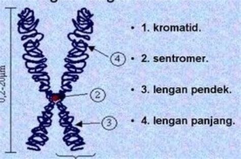kromosom manusia