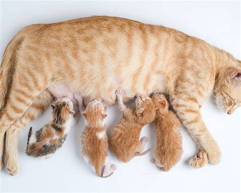 kucing bayi dan induknya