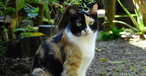 kucing belang