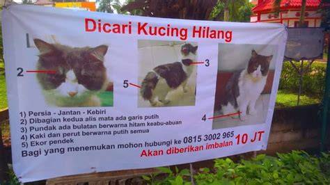 kucing hilang