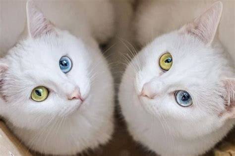 kucing kembar