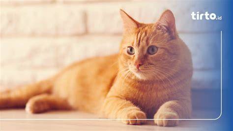 kucing oren
