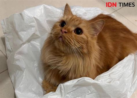 kucing oyen