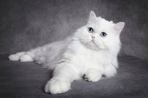 kucing putih