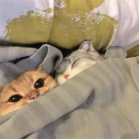 Kucing Selimut