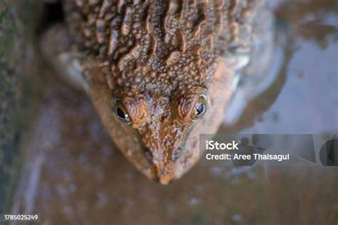 Kulit Katak Halus