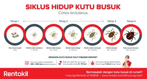 kutu busuk