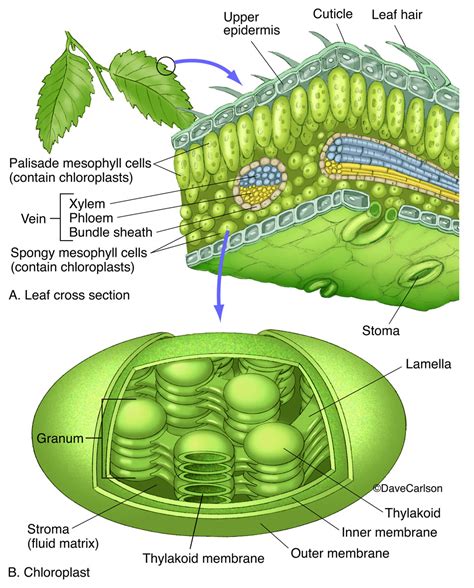 label the parts of chloroplast and the internal structure of a leaf