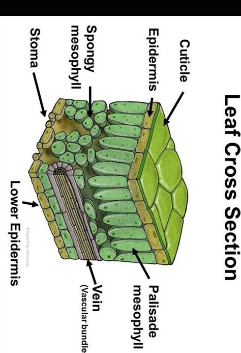 label the parts of chloroplast and the internal structure of a leaf write your answer in the box