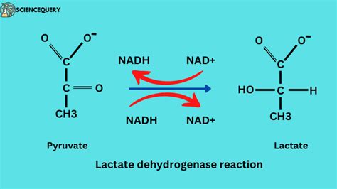 lactate dehydrogenase NAD+