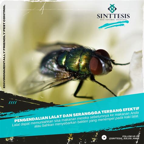 lalat