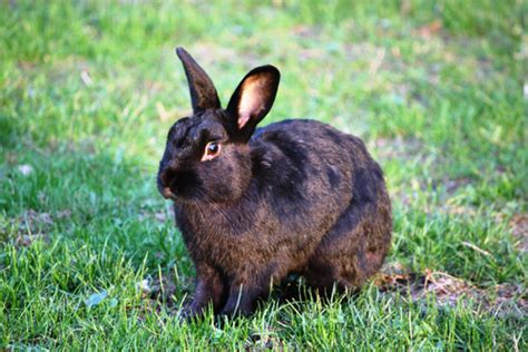 lapin noir discount code