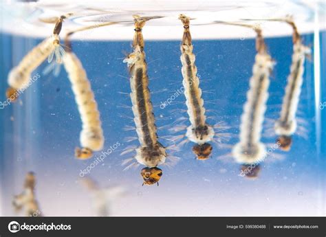 larva nyamuk aedes