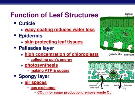 leaf structure and function