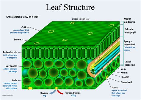 leaf structure and function gcse