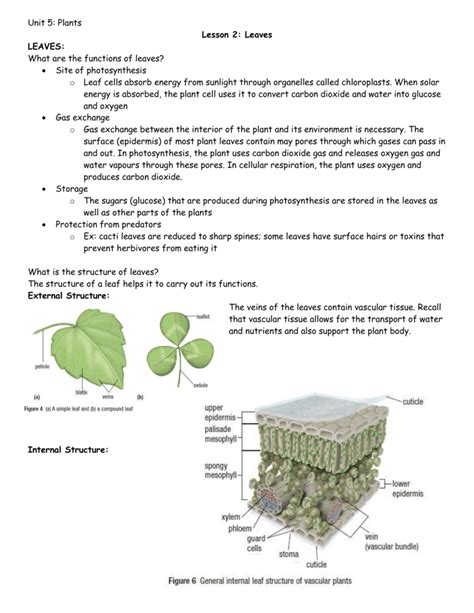 leaf structure and function notes