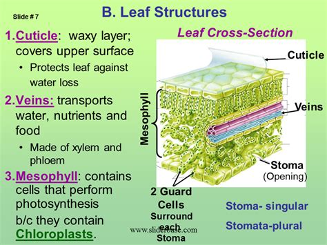 leaf structure and function ppt