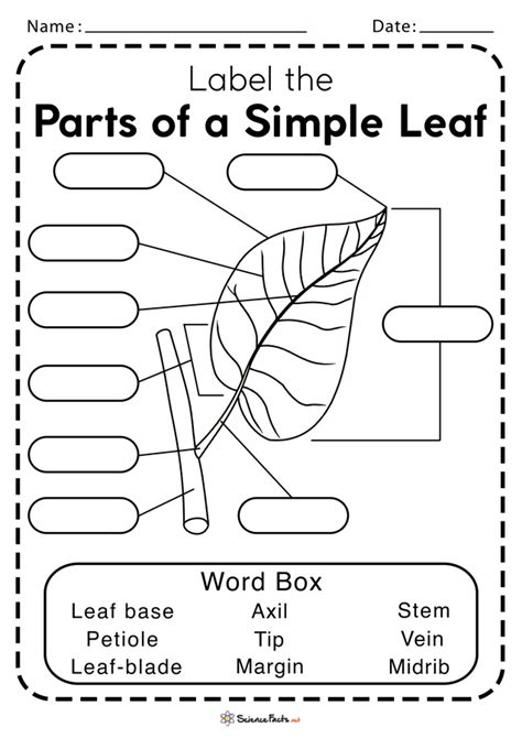 leaf structure and function worksheet