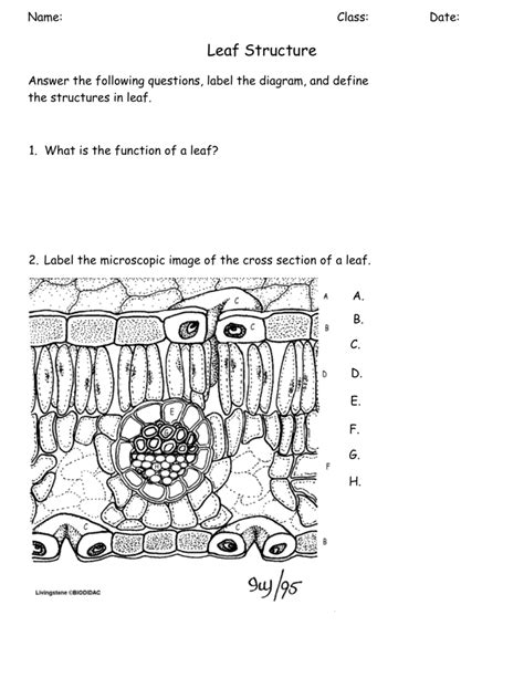 leaf structure worksheet answers