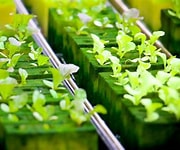 leafy greens hydroponic system