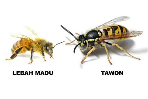 Lebah vs Tawon