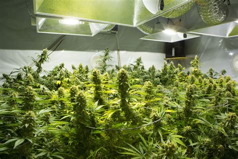 legal grow operation