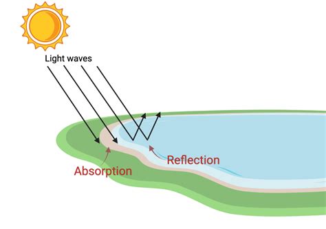 The Mechanism of Absorption