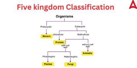 list five classification of animal kingdom