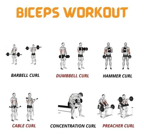 list of bicep exercises with dumbbells
