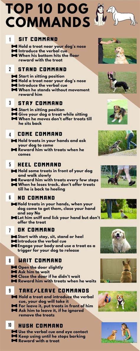 list of obedience commands for dogs