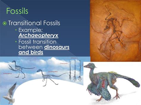 list of transitional fossils