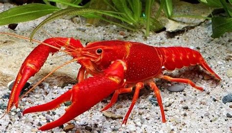 Lobster Merah