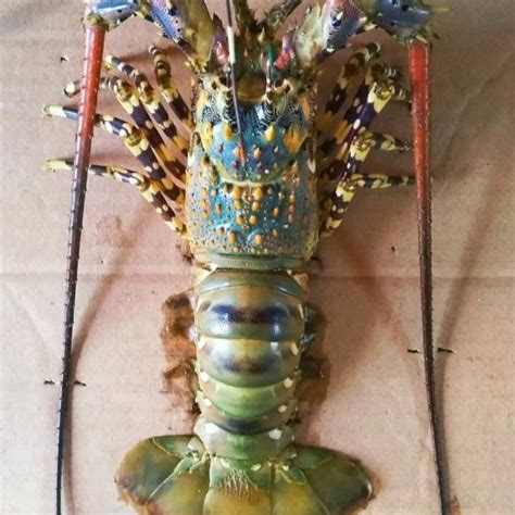 Ukuran Lobster