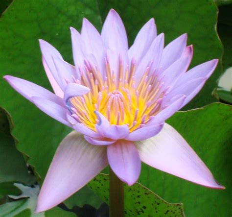 lotus flower in hinduism