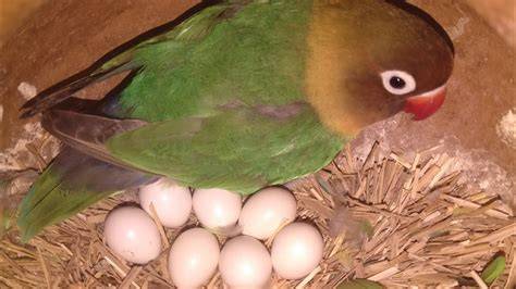 Lovebird Macet Bertelur